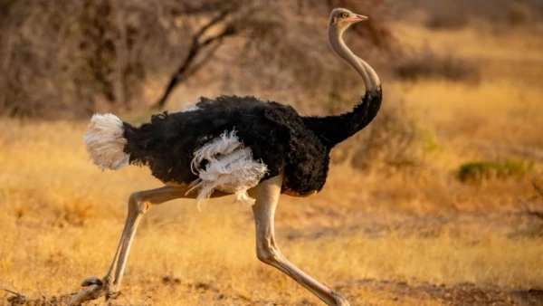 Strausu putni nemāk lidot, bet ir apmetušies kontinentos — zinātnieki noskaidrojuši, kā