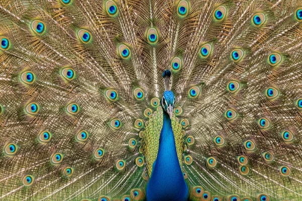 Biologi atklājuši seksuālo signālu noslēpumu dzīvnieku pasaulē