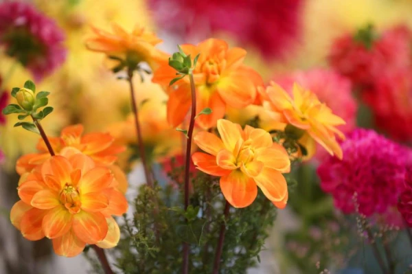 Ceturtdien laika apstākļus noteiks spēcīgs anticiklons