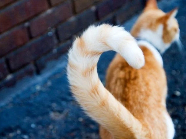 Ko slēpj kaķa aste: signāli un emocijas