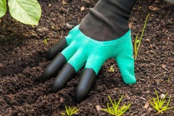 Šo zaļumu var pāstādīt rudenī no dobēm podā