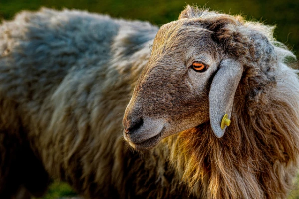 Kāpēc aitām ir horizontāli taisnstūrveida zīlītes?