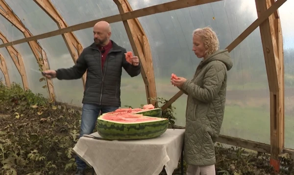 Zem Iecavas izaudzēts milzu arbūzs; iespējams — lielākais Latvijas vēsturē