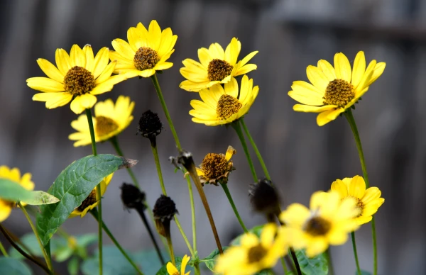 Sinoptiķi paziņojuši prognozi piektdienai