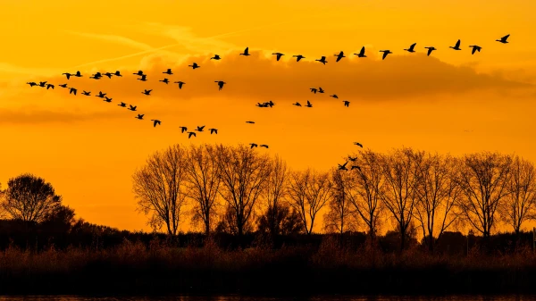 Kāpēc migrējošās putni var apmaldīties?