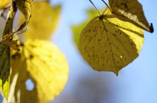 Sestdiena paies bez nokrišņiem