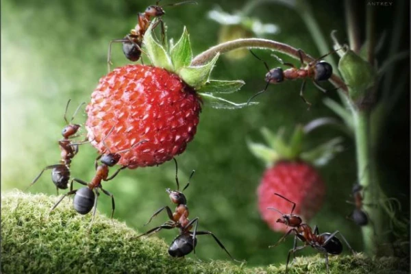 Bez viņiem nekādi? Sīpoli palīdz medicīnā, bet žurkas – drošības jomā