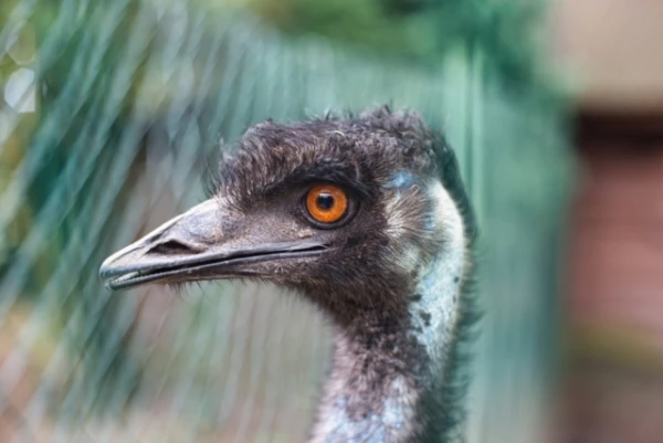 Strausu un emu senči spēja lidot