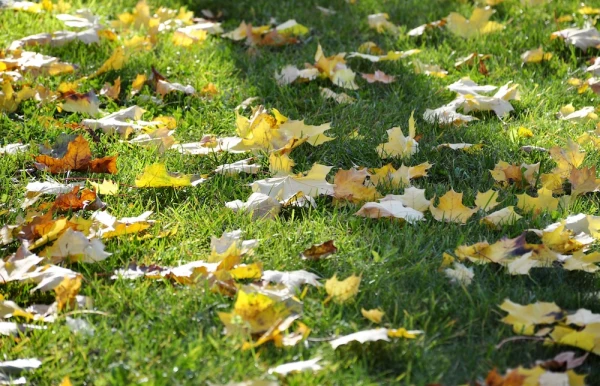 Mēneša pirmā diena gaidāma lielākoties saulaina