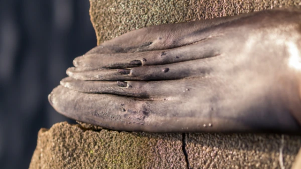 Vai jūs zinājāt, ka roņiem ir mazi dīvaini «nagi»? Kāpēc tie ir nepieciešami?