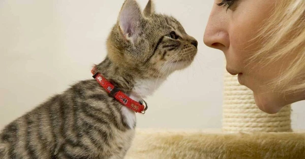 Zinātnieki: kaķi pārņem īpašnieku uzvedību ne mazāk kā suņi