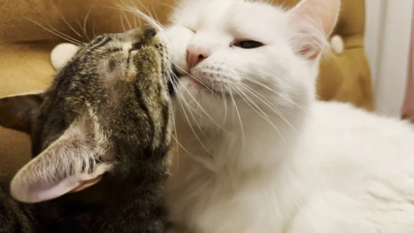 Kāpēc kaķi laiza viens otru?