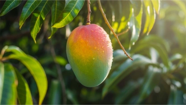 Mango samazina diabēta attīstības iespēju