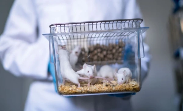 Zinātnieki atšifrējuši peles «domas» pēc to mimikas