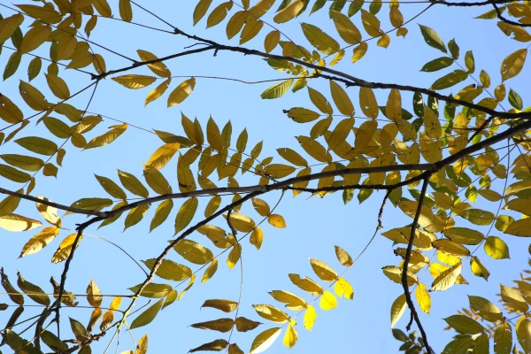 Oktobra otrajā dienā starp mākoņiem spīdēs saule