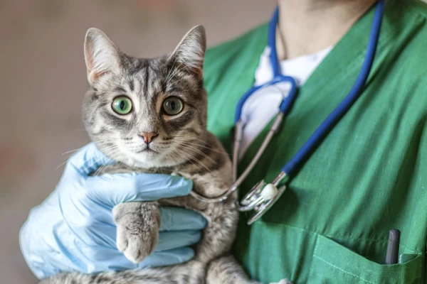 Veterināriem ASV kļūs grūtāk mainīt darbu