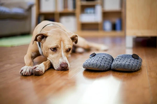 Onkoloģija mājdzīvniekiem: kā novērst slimību pirms tās sākuma