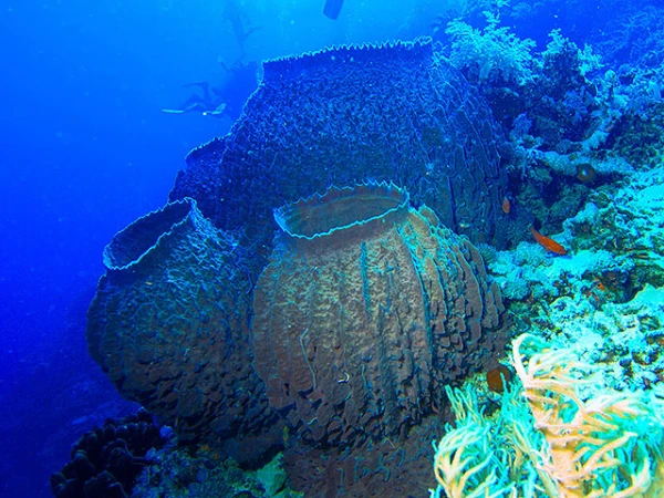 Какая красота в Мировом океане.