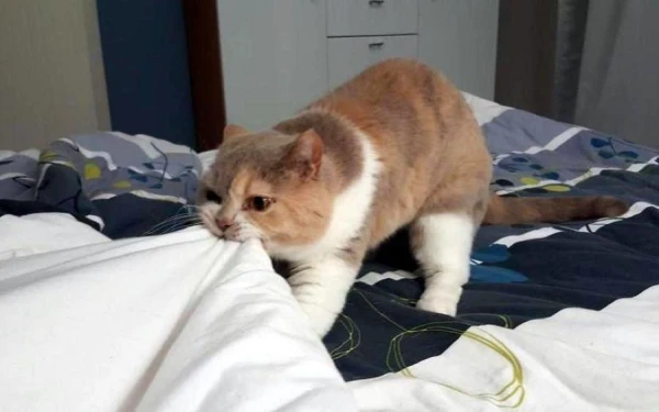 Pieci mīti par kaķu audzināšanu, kuriem vajadzētu pārstāt ticēt