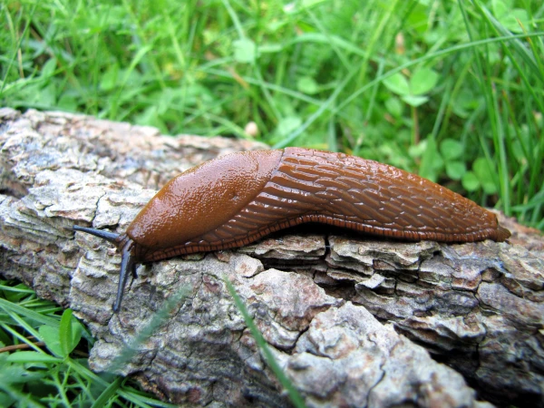 Kā atbrīvoties no gliemežiem savā dārzā: eksperti atklāj noslēpumainu sastāvdaļu