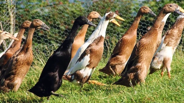 Vai spāņi zaudēs, ja neņem vērā lapsas kā sabiedrotos?