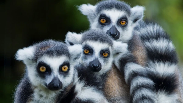Lemuri mācīs kosmonautus iemigt ziemas miegu