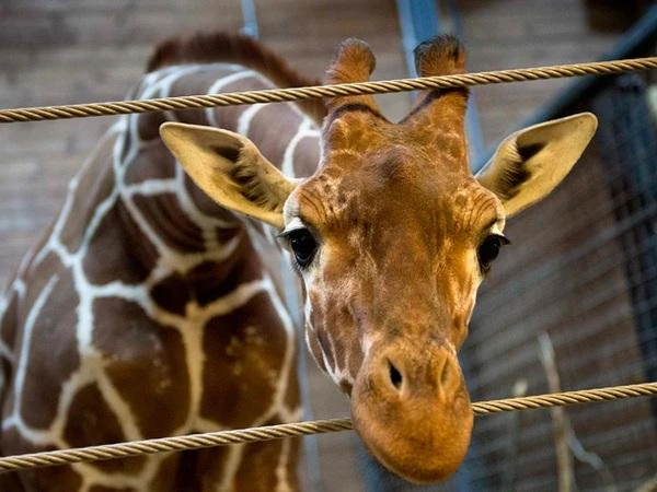 Cilvēki ar «dzīvnieku» vārdiem un uzvārdiem varēs bez maksas apmeklēt Rīgas zooloģisko dārzu