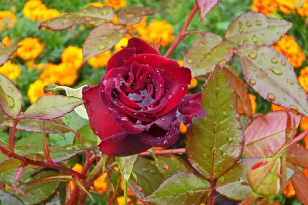 Glābiet rozes no salnām: kā pasargāt krūmus un nekaitēt