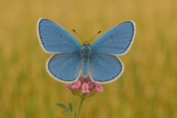 Xerces Blue: pirmā tauriņš, kas iznīcināts cilvēka dēļ
