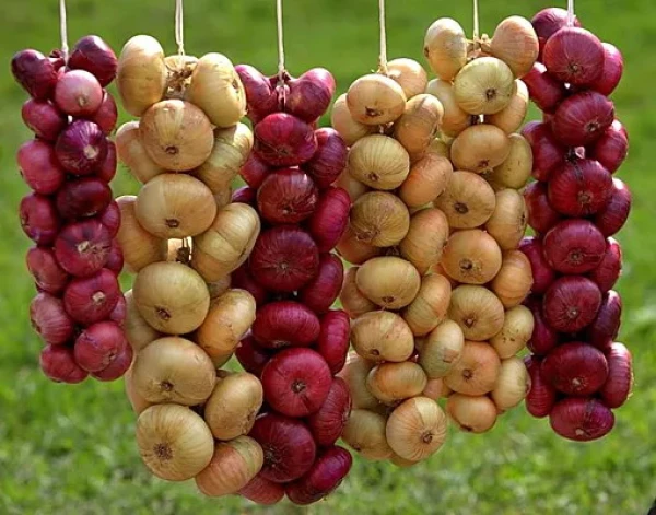 Violetais, baltais vai dzeltenais? Izvēlamies sīpolus imunitātei un asinsvadiem