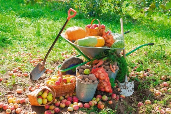 Vai augi var inficēties caur dārza instrumentiem? Ar ko tad tos apstrādāt?