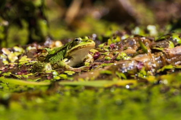 Kāpēc 82 gadus veca ķīnietis apēda 8 dzīvas vardes?