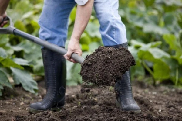 Agronoms pastāstīja, kas jāpasē līdz ziemai dārzniekiem