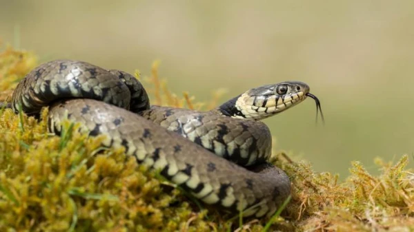Indietis sūdzējās par sievu, kas pārvēršas indīgā čūskā