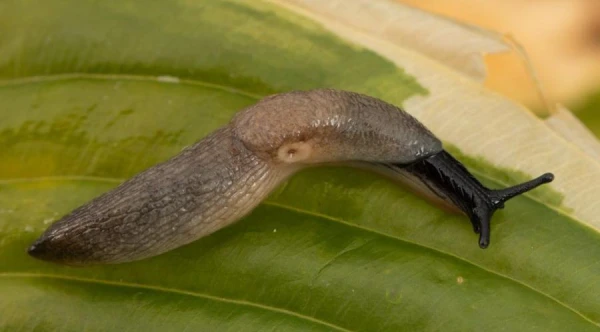 Kur ziemo gliemeži un kā ar tiem cīnīties vēlā rudenī