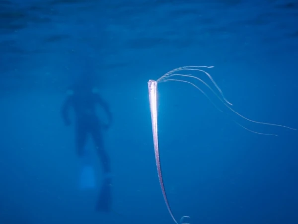 Zvejnieki noķēruši siļķu karali — «katastrofu priekšvēstnesi»