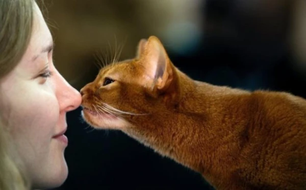 Zinātnieki pierādījuši: kaķi ir noderīgi sirds veselībai