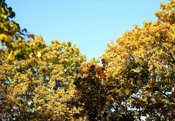 Oktobra sākums Latvijā bijis nedaudz vēsāks un sausāks par normu