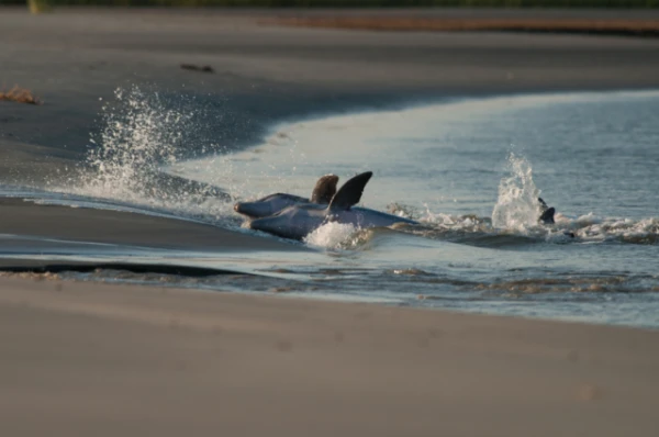 Uz krasta izsistajiem delfīniem atklāti Alcheimera slimībai līdzīgi simptomi