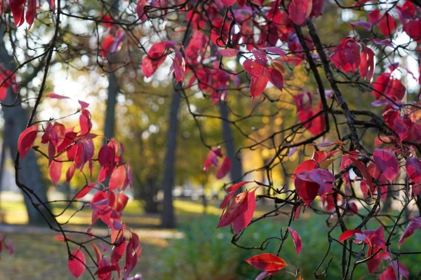 Trešdien Kurzemē gaiss iesils līdz +13 grādiem
