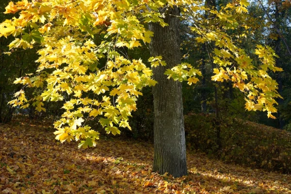 Nedēļas nogalē laiks kļūs saulaināks un dzestrāks