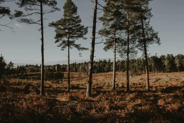 Latvijas meži maksā četras reizes lētāk nekā zviedru Swedbank