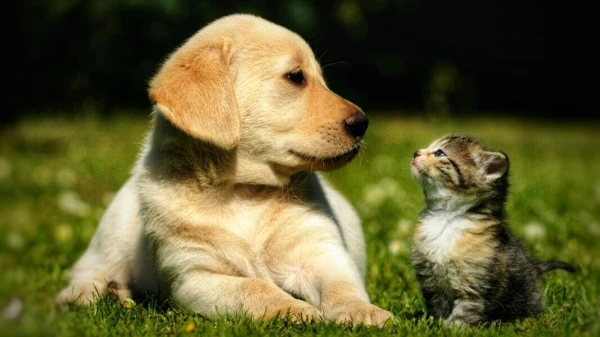 Kāpēc jūsu mājdzīvnieks klepo: vienkārši iemesli, par kuriem vērts zināt