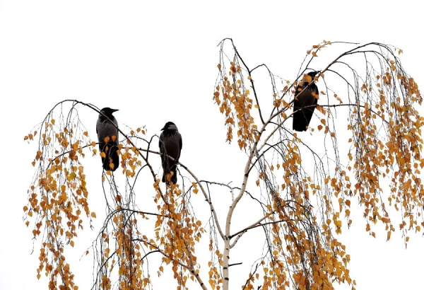 Šī seriāls jau apnicis: laika prognoze piektdienai