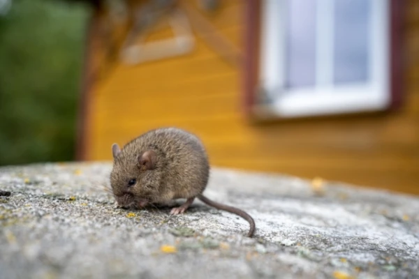 Dārzniece pastāstīja, kā izveidot peles slazdu no spaiņa un dēļa