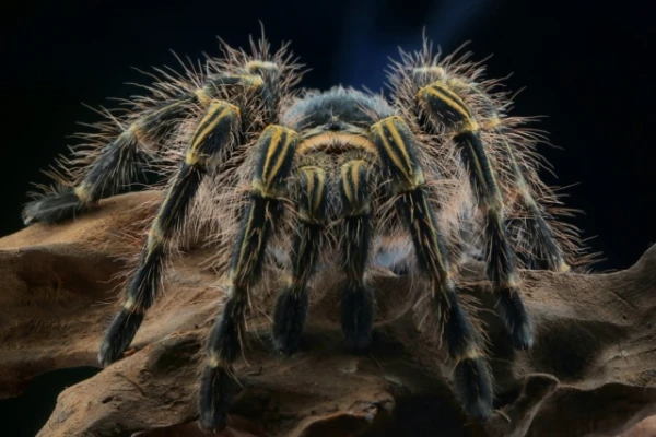 Tarantuls atgriezās mājās gadu pēc bēgšanas