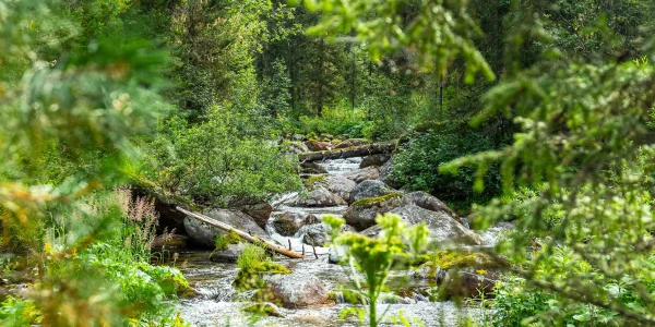 Sieviete devās pārgājienā uz rezervātu Eiropā, pazuda bez vēsts un neizdzīvoja