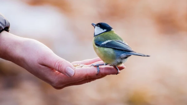 Biologi noskaidrojuši, kāpēc daži putni pielet pie cilvēka ar barību, bet citi nē