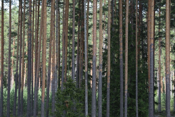 «Sodra» par 720 miljoniem eiro pārdos tai piederošās zemes Baltijā 153 000 hektāru platībā