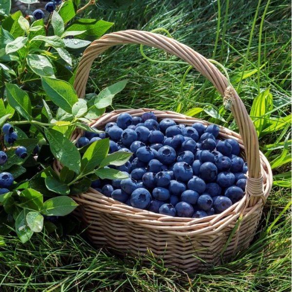 Kāpēc ir vērts ēst vairāk mellenes un kāpostu: purpura produktu superspēks